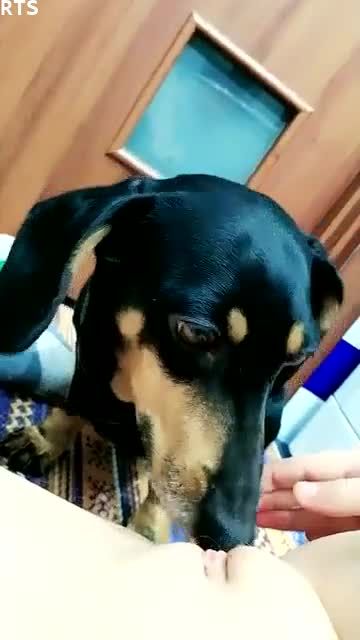 欧美幼女在浴室被一条四眼狗舔逼视频