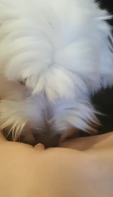 欧美幼女周末在家自慰扣逼被养的小狗嗅到骚味来舔逼视频