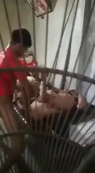 家庭监控破解血亲乱伦小马拉大车母子做爱操巨胖坦克肥妈视频